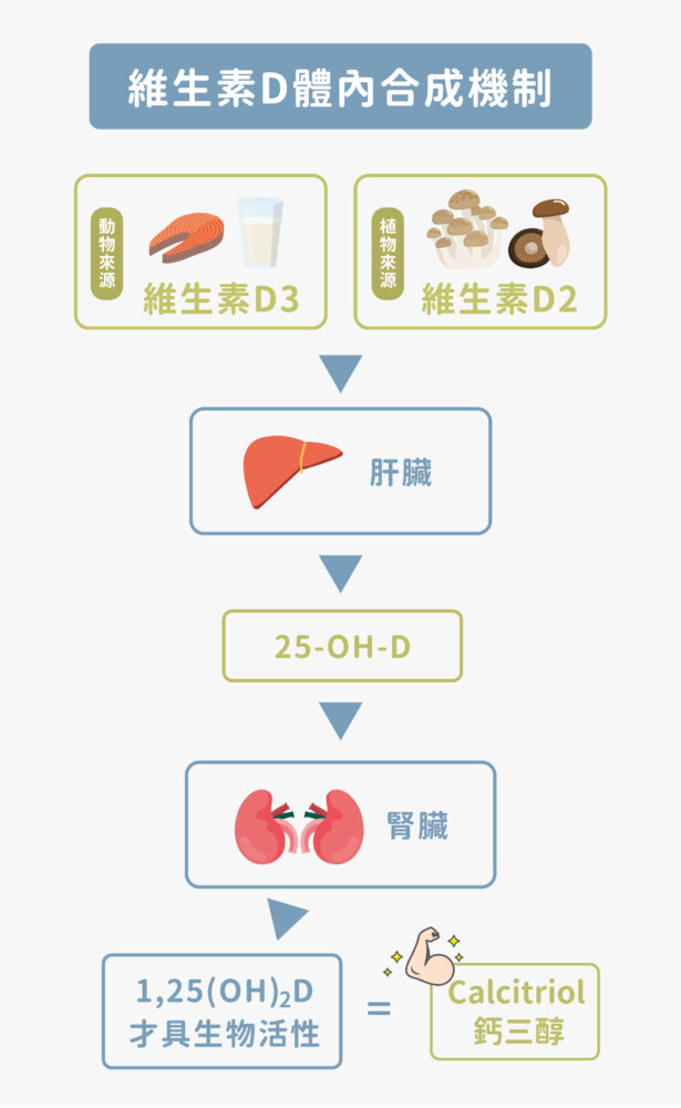 維生素D體內合成機制
