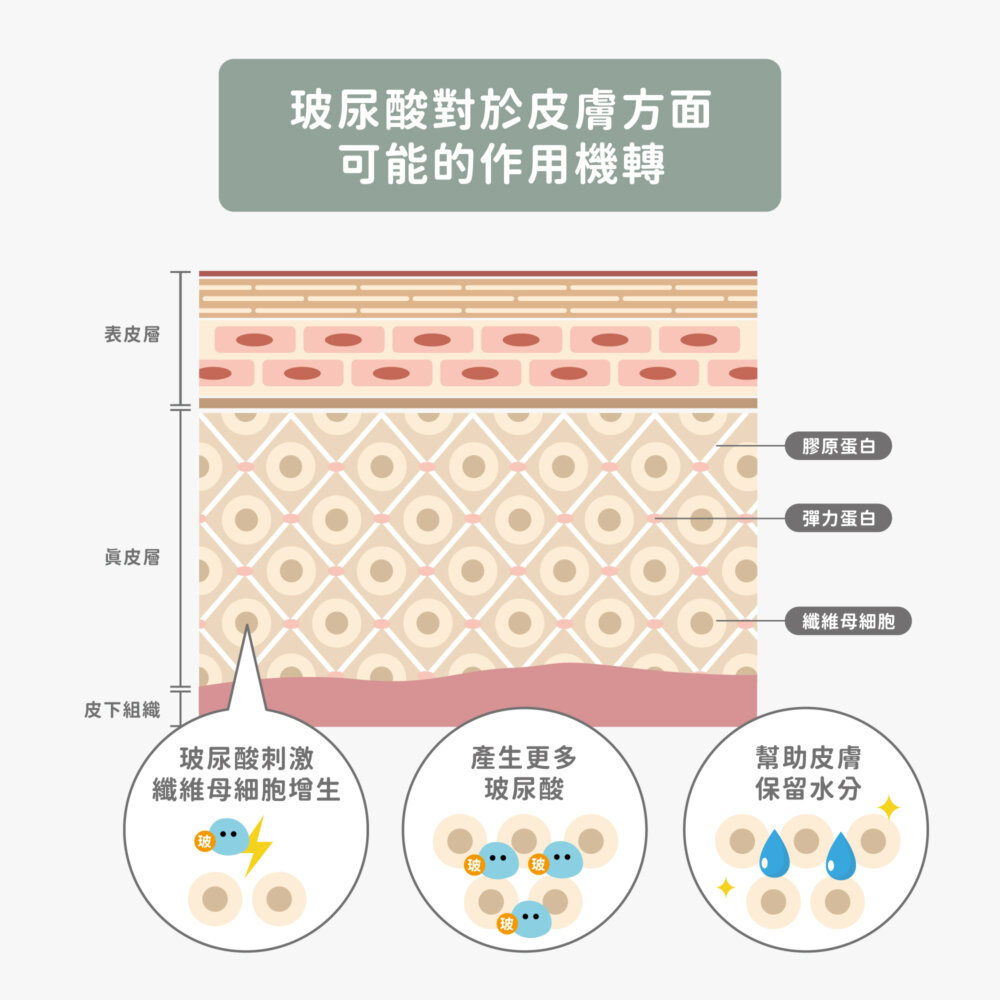 玻尿酸作用機轉