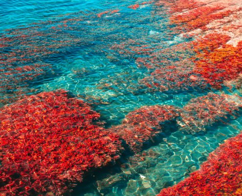海藻鈣是什麼？
